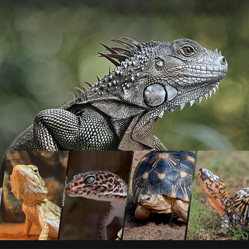 Lámpara de Calor para Reptiles - Gecko Lighting & Decor reseña y precio